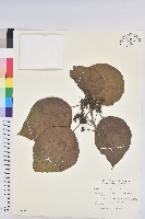 藏品(血桐)的圖片