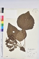 藏品(野桐)的圖片