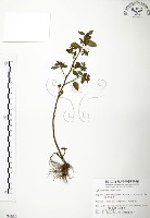 藏品(克非亞草)的圖片