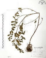 藏品(克非亞草)的圖片