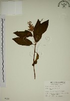 藏品(野牡丹)的圖片