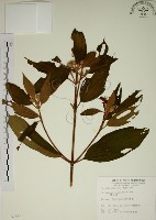 藏品(野牡丹)的圖片