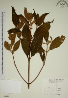 藏品(野牡丹)的圖片