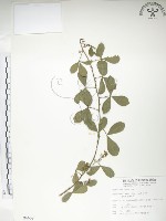 藏品(飛龍掌血)的圖片