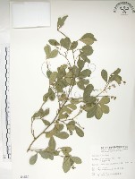 藏品(飛龍掌血)的圖片