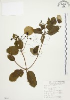 藏品(毛玉葉金花)的圖片