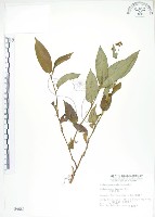 藏品(火炭母草、清飯藤)的圖片