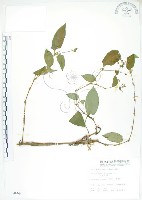 藏品(火炭母草、清飯藤)的圖片