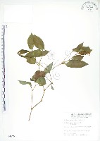 藏品(火炭母草、清飯藤)的圖片