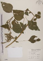 藏品(野莧菜)的圖片