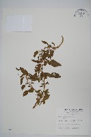 藏品(刺莧)的圖片