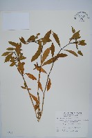 藏品(空心蓮子草)的圖片