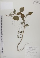 藏品(野莧菜)的圖片