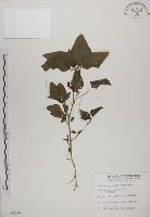 藏品(野莧菜)的圖片