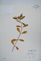 藏品(空心蓮子草)的圖片