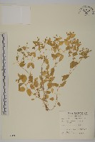 藏品(鵝兒腸)的圖片