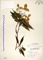 藏品(華八仙)的圖片