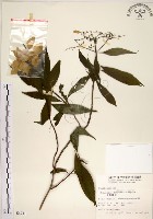 藏品(華八仙)的圖片