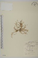 藏品(瓜槌草、漆姑草)的圖片