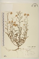 藏品(鼠麴草)的圖片