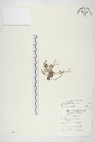 藏品(火焰草)的圖片