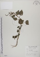 藏品(野莧菜)的圖片