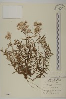 藏品(玉山抱莖籟簫)的圖片