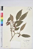 藏品(粗糠柴)的圖片