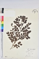 藏品(紅仔珠)的圖片