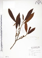 藏品(烏心石)的圖片