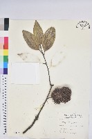 藏品(赤栲、赤校)的圖片