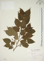 藏品(小桑樹)的圖片