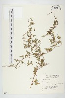 藏品(毛藥紅淡)的圖片