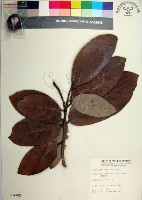 藏品(銀葉樹)的圖片