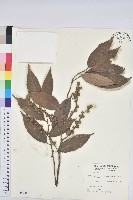 藏品(單刺儲)的圖片