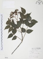 藏品(野鴉椿)的圖片