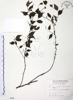 藏品(燈稱花、烏雞骨)的圖片