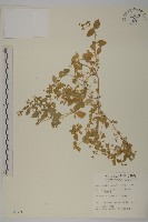 藏品(鵝兒腸)的圖片