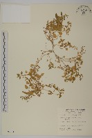 藏品(鵝兒腸)的圖片