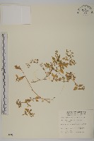 藏品(鵝兒腸)的圖片