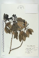 藏品(兩耳草)的圖片