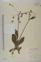 藏品(地膽草、毛蓮菜)的圖片