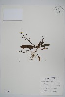 藏品(哈哼花)的圖片