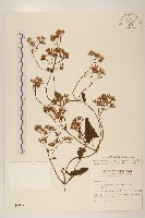 藏品(蔓澤蘭)的圖片