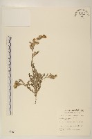 藏品(鼠麴草)的圖片