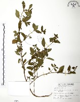 藏品(克非亞草)的圖片