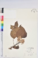 藏品(廣東油桐、皺桐)的圖片