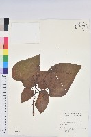 藏品(廣東油桐、皺桐)的圖片