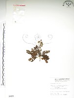 藏品(玉山金梅)的圖片