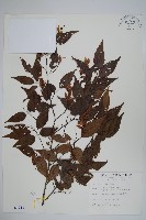 藏品(阿里山千金榆)的圖片